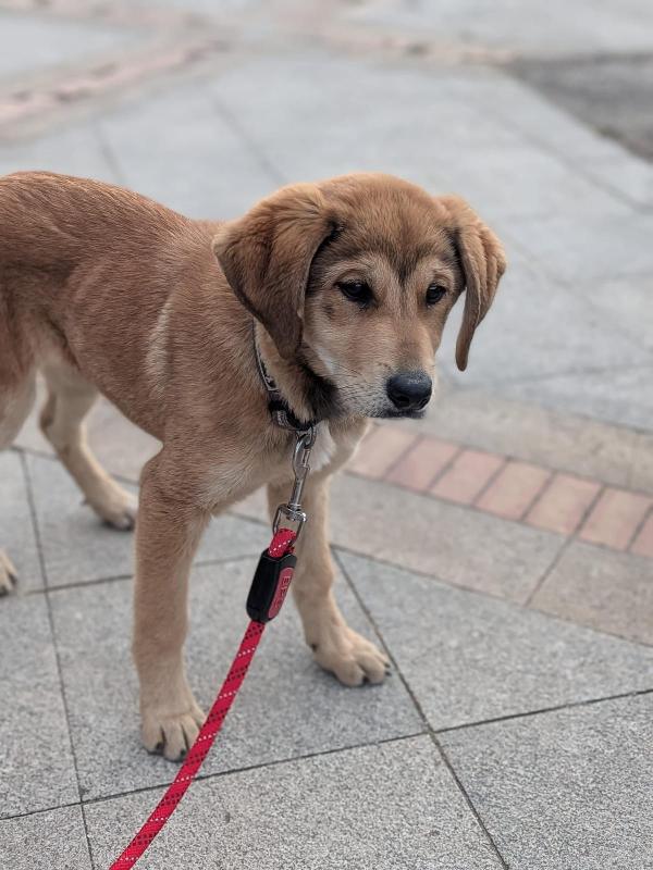 💛 Nala: un cuore salvato che cerca la sua casa per sempre 💛 Foto 9